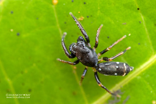 Ant-mimic jumping spider (Hispo tenuis) - DSC_0260