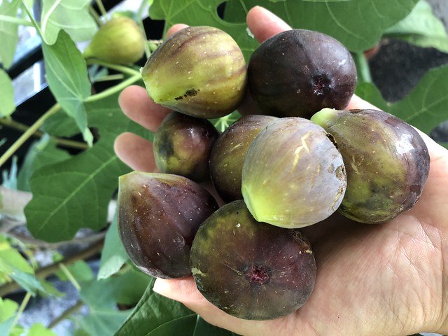 Figs from the garden