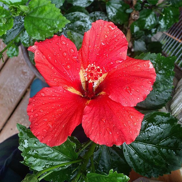 Gee the hibiscus is still looking good 🌺