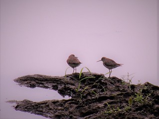 Solitary Sandpipers (Tringa solitaria) by Penny O’Connor