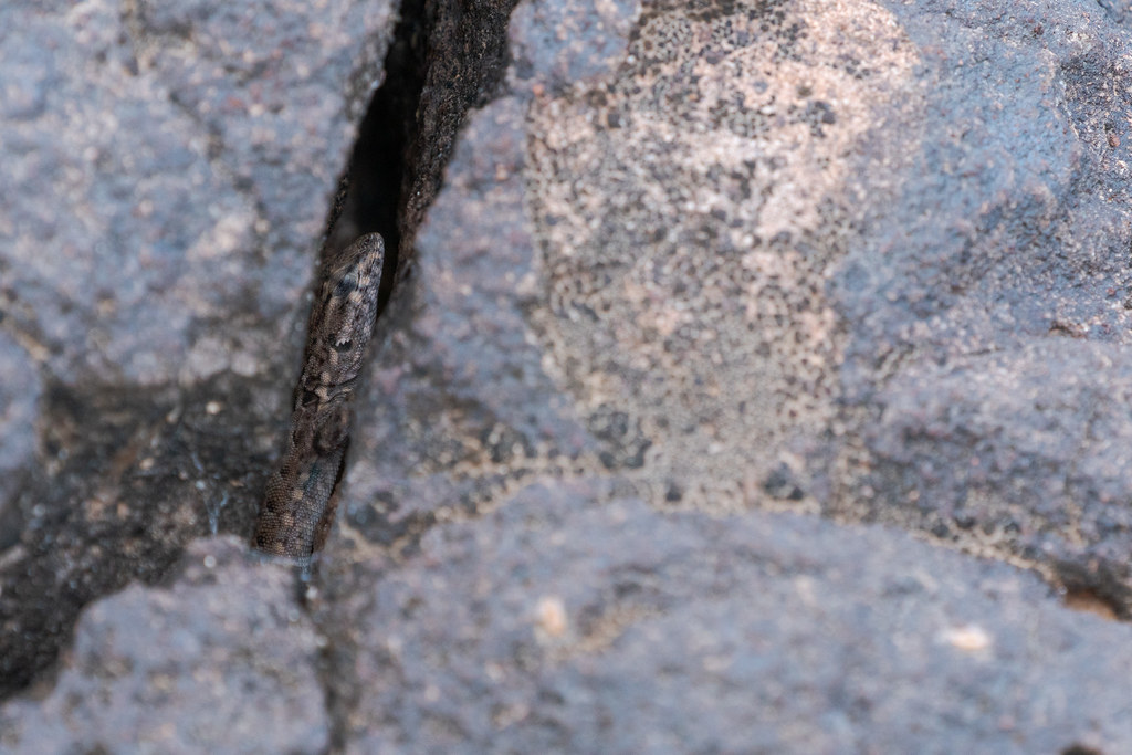 A common side-blotched lizard closes its eyes as it hides deep in the crevice of a rock along the Apache Wash Loop Trail in Phoenix Sonoran Preserve in Phoenix, Arizona