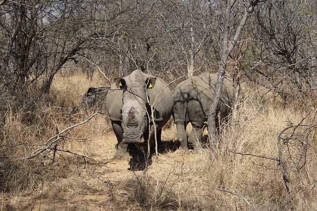 Matobo National Park: kopjes, arte rupestre y rinocerontes - BOTSWANA, ZIMBABWE Y CATARATAS VICTORIA: Tras la Senda de los Elefantes (10)