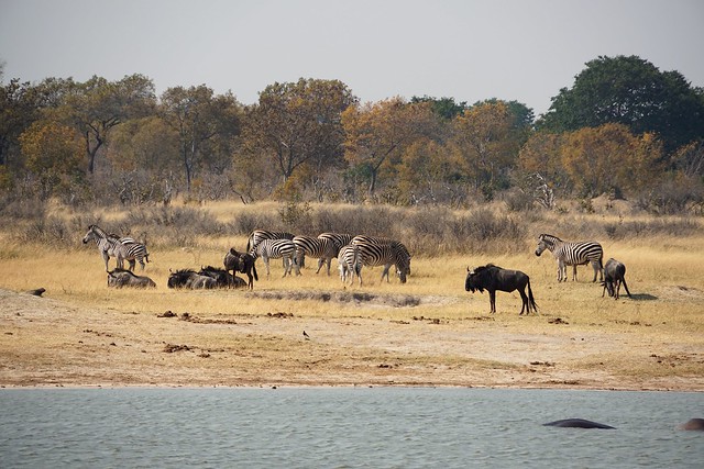Hwange National Park, territorio salvaje - BOTSWANA, ZIMBABWE Y CATARATAS VICTORIA: Tras la Senda de los Elefantes (12)