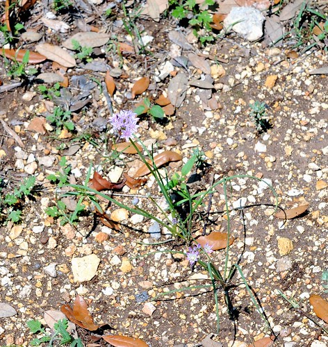 pipecreek texas usa wildflowersweeds nikonhb40bayonetlenshood bwfpro77mm010uvhaze1xfilter nikonafsnikkor2470mmf28gedlens nikon nikond3
