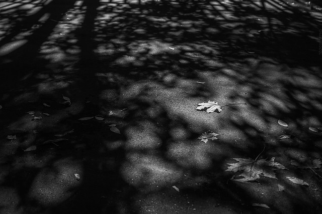 2018.09.13_256/365 - Shadows of the Fall
