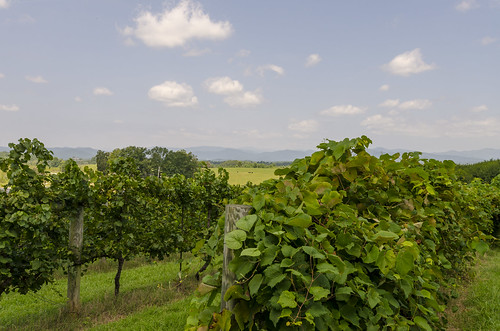 landscape outdoors farm farming truck agriculture the south chattooga belle blue ridge mountains work production food drink vineyard grapes wine making