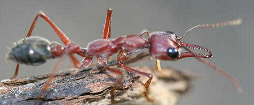 Giant Bulldog Ant