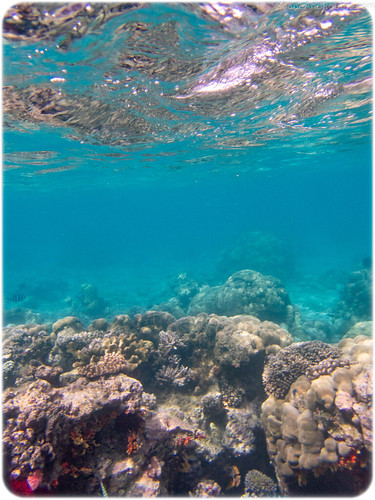 sanmaprovince vanuatu vu santo espiritu ratua island privateisland resort underwater coral fish favourite