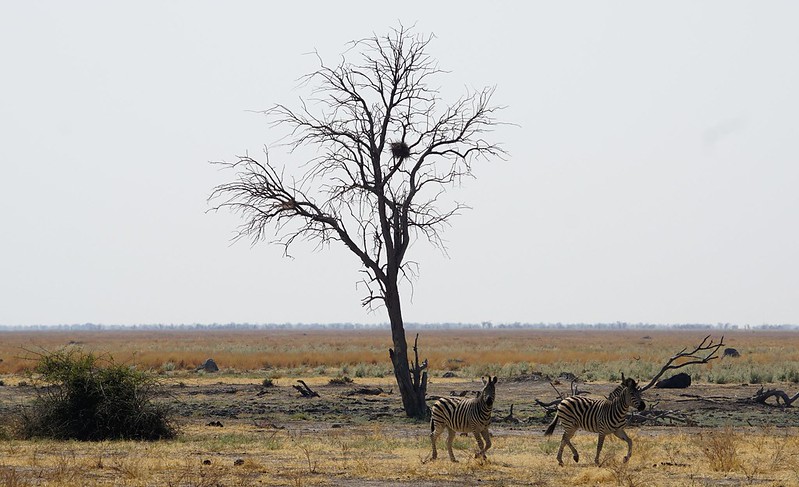 De Moremi a Savuti, entre jirafas y elefantes - BOTSWANA, ZIMBABWE Y CATARATAS VICTORIA: Tras la Senda de los Elefantes (16)