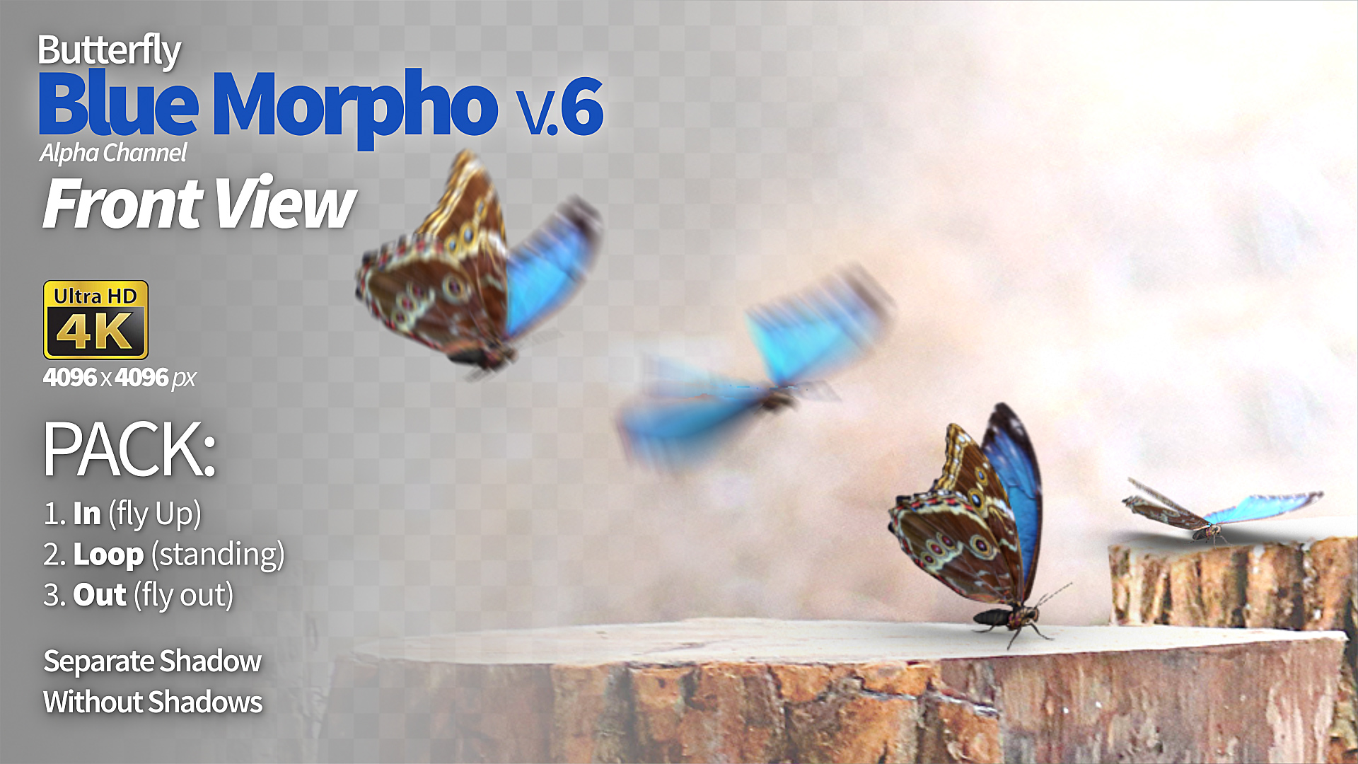 Mariposa Morfo Azul 1 - 9