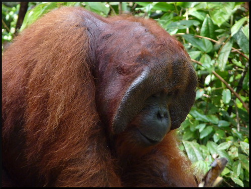 Preparación del viaje a Indonesia - Indonesia en 2 semanas: orangutanes, templos y tradiciones (1)