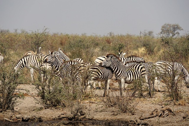 Safari en Makgadikgadi Pans National Park: este año se llevan las rayas - BOTSWANA, ZIMBABWE Y CATARATAS VICTORIA: Tras la Senda de los Elefantes (9)