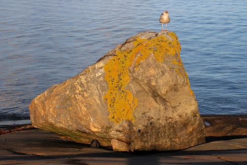 seagull gull rock sunrise dawn light sea water shore rocky nature outdoor