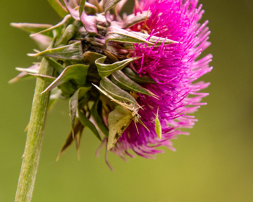 animals insects moths nature plants thistle townsend montana unitedstates us