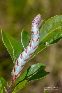 Hawk moth caterpillar (Sphingidae) - DSC_1033