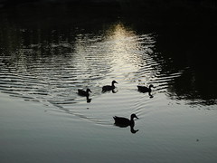 Four ducks on a pond - Photo of Le Noyer