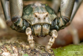 Crab spider (Thomisidae) - DSC_0186b