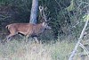 Cerf élaphe - cervus elaphus - red deer<br>Région parisienne
