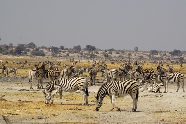 Safari en Makgadikgadi Pans National Park: este año se llevan las rayas - BOTSWANA, ZIMBABWE Y CATARATAS VICTORIA: Tras la Senda de los Elefantes (20)
