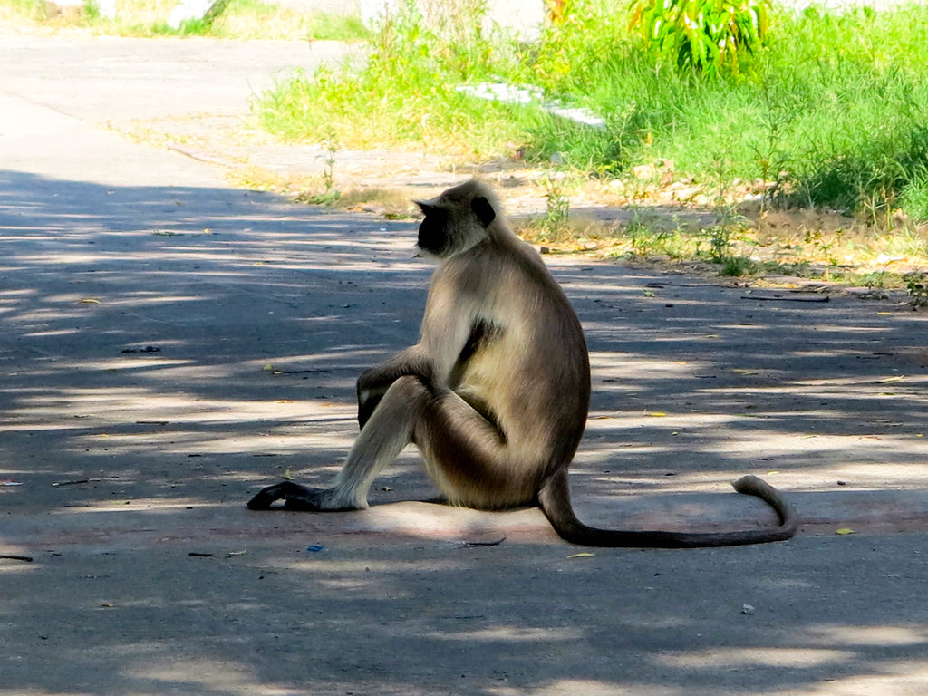 Monos en India