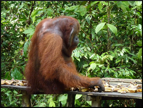 Indonesia en 2 semanas: orangutanes, templos y tradiciones - Blogs de Indonesia - Parque Nacional Tanjung Puting (35)