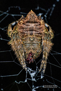 Broad-headed bark spider (Caerostris bojani) - DSC_2918