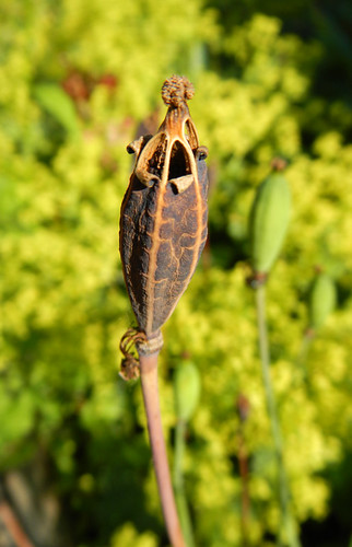 Welsh poppy seed pods appear in July