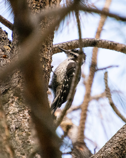 woodpecker (Hairy?)