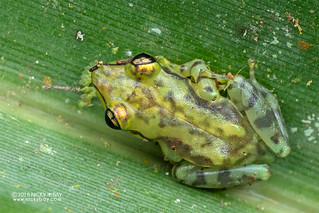 Tsarafidy Madagascar Frog (Guibemantis pulcher) - DSC_9470