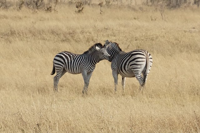 Hwange National Park, territorio salvaje - BOTSWANA, ZIMBABWE Y CATARATAS VICTORIA: Tras la Senda de los Elefantes (9)