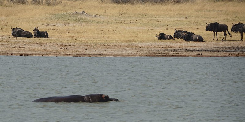 Hwange National Park, territorio salvaje - BOTSWANA, ZIMBABWE Y CATARATAS VICTORIA: Tras la Senda de los Elefantes (14)