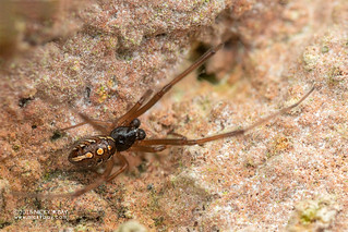 Black widow spider (Latrodectus cf. obscurior) - DSC_1263