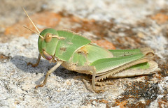 Migratory Locust (Locusta migratoria) nymph ... - Photo of Valras-Plage