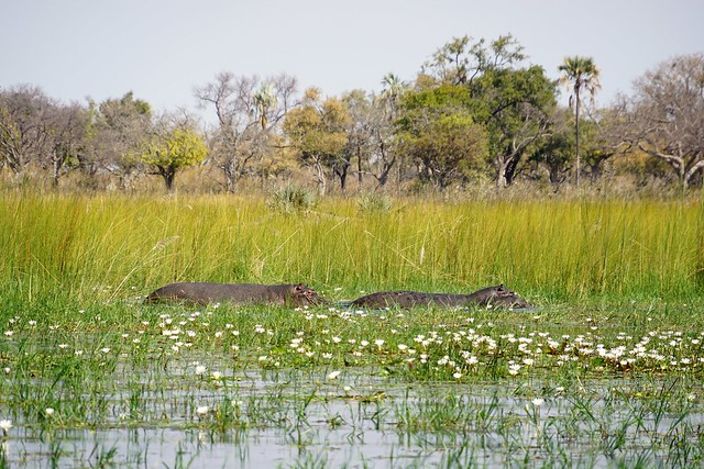 Del Kalahari al delta del Okavango, el corazón de Botswana - BOTSWANA, ZIMBABWE Y CATARATAS VICTORIA: Tras la Senda de los Elefantes (20)