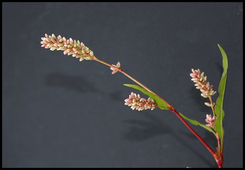 Persicaria maculosa (= Polygonum persicaria) - renouée persicaire 44643158722_aec4ca765b
