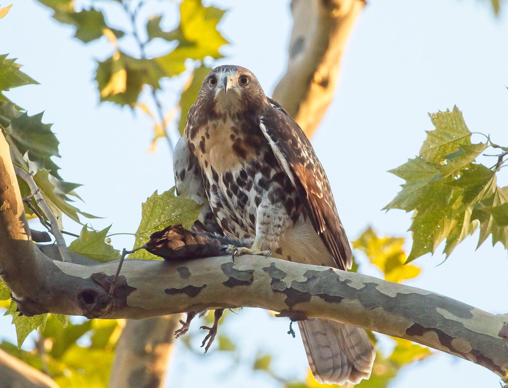 Tompkins Square red-tail fledgling with prey