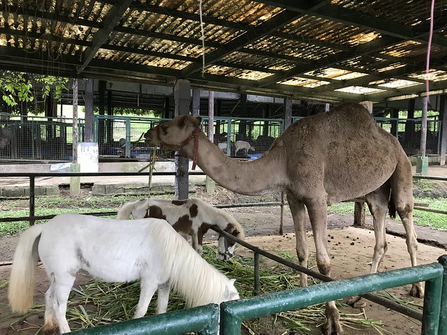 Paradizoo,  dwarf horses and camel