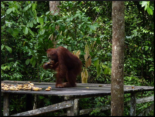 Indonesia en 2 semanas: orangutanes, templos y tradiciones - Blogs de Indonesia - Parque Nacional Tanjung Puting (24)