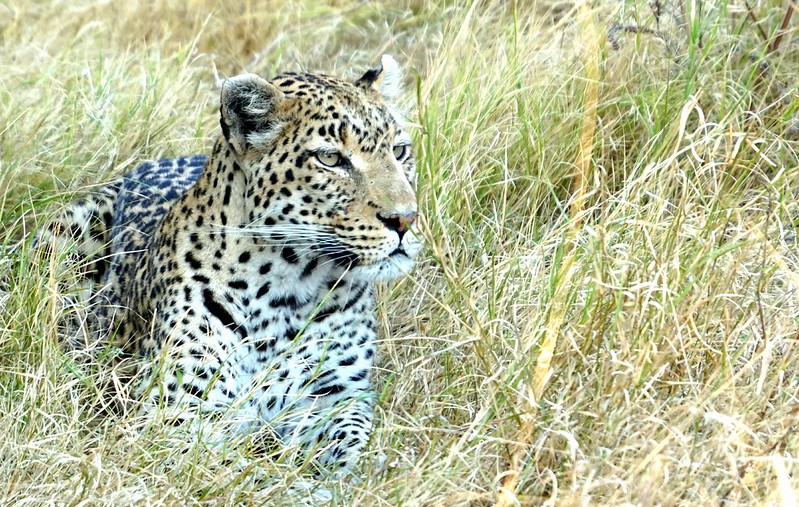 Moremi Game Reserve: vuelo en avioneta y me pareció ver un lindo gatito... - BOTSWANA, ZIMBABWE Y CATARATAS VICTORIA: Tras la Senda de los Elefantes (29)