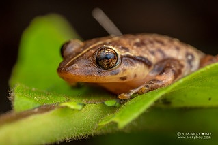 Narrow-mouthed frog (Platypelis tuberifera) - DSC_0273