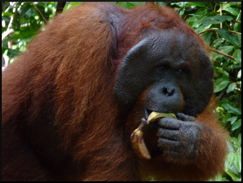 Indonesia en 2 semanas: orangutanes, templos y tradiciones - Blogs de Indonesia - Parque Nacional Tanjung Puting (38)