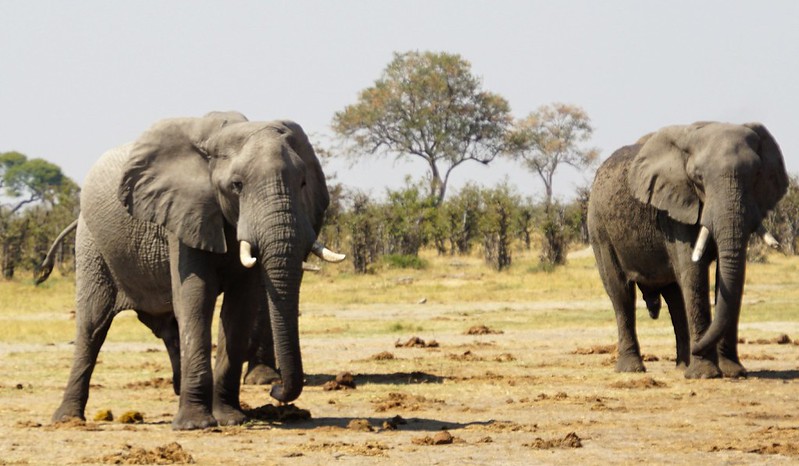 De Moremi a Savuti, entre jirafas y elefantes - BOTSWANA, ZIMBABWE Y CATARATAS VICTORIA: Tras la Senda de los Elefantes (23)