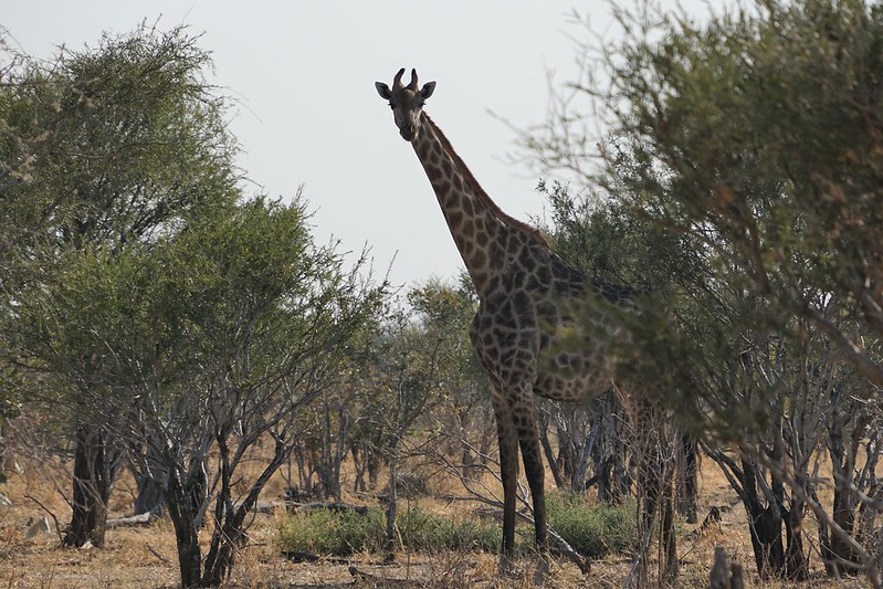 De Moremi a Savuti, entre jirafas y elefantes - BOTSWANA, ZIMBABWE Y CATARATAS VICTORIA: Tras la Senda de los Elefantes (12)
