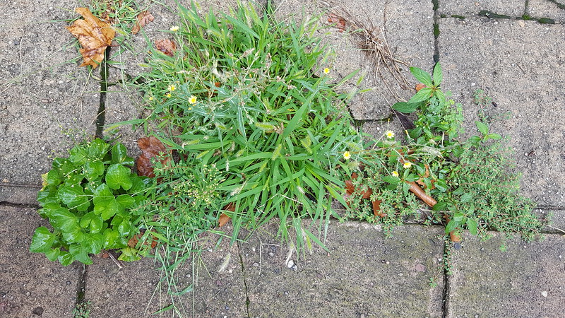Weeds in my driveway, August 2018