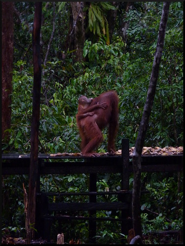 Indonesia en 2 semanas: orangutanes, templos y tradiciones - Blogs de Indonesia - Parque Nacional Tanjung Puting (8)