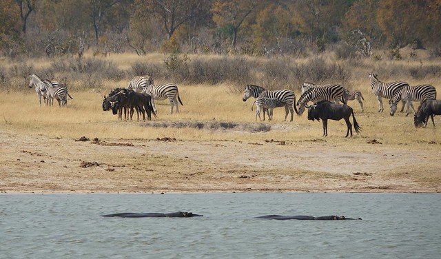 Hwange National Park, territorio salvaje - BOTSWANA, ZIMBABWE Y CATARATAS VICTORIA: Tras la Senda de los Elefantes (15)