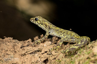 Günther's dwarf gecko (Lygodactylus miops) - DSC_1682