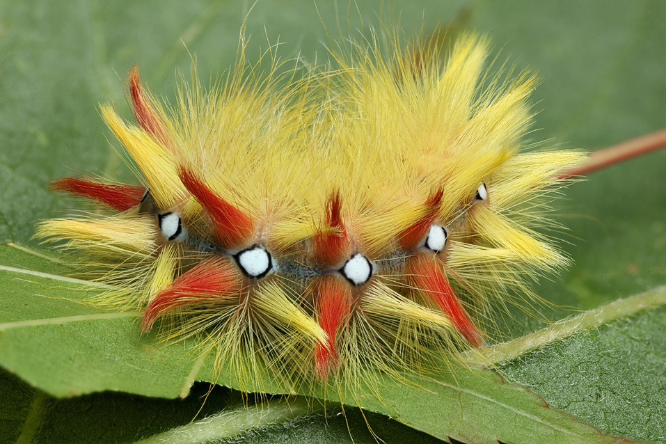 A Colourful Caterpillar — Digital Grin Photography Forum
