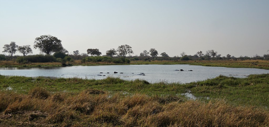 De Moremi a Savuti, entre jirafas y elefantes - BOTSWANA, ZIMBABWE Y CATARATAS VICTORIA: Tras la Senda de los Elefantes (6)