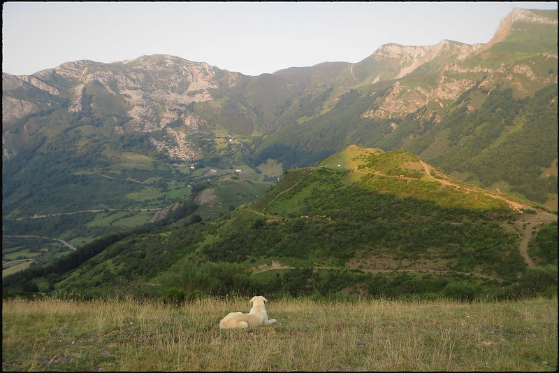 Parque Natural de Somiedo - Blogs de España - 21 de agosto, martes: Observación de osos y ruta de la Malva (13)
